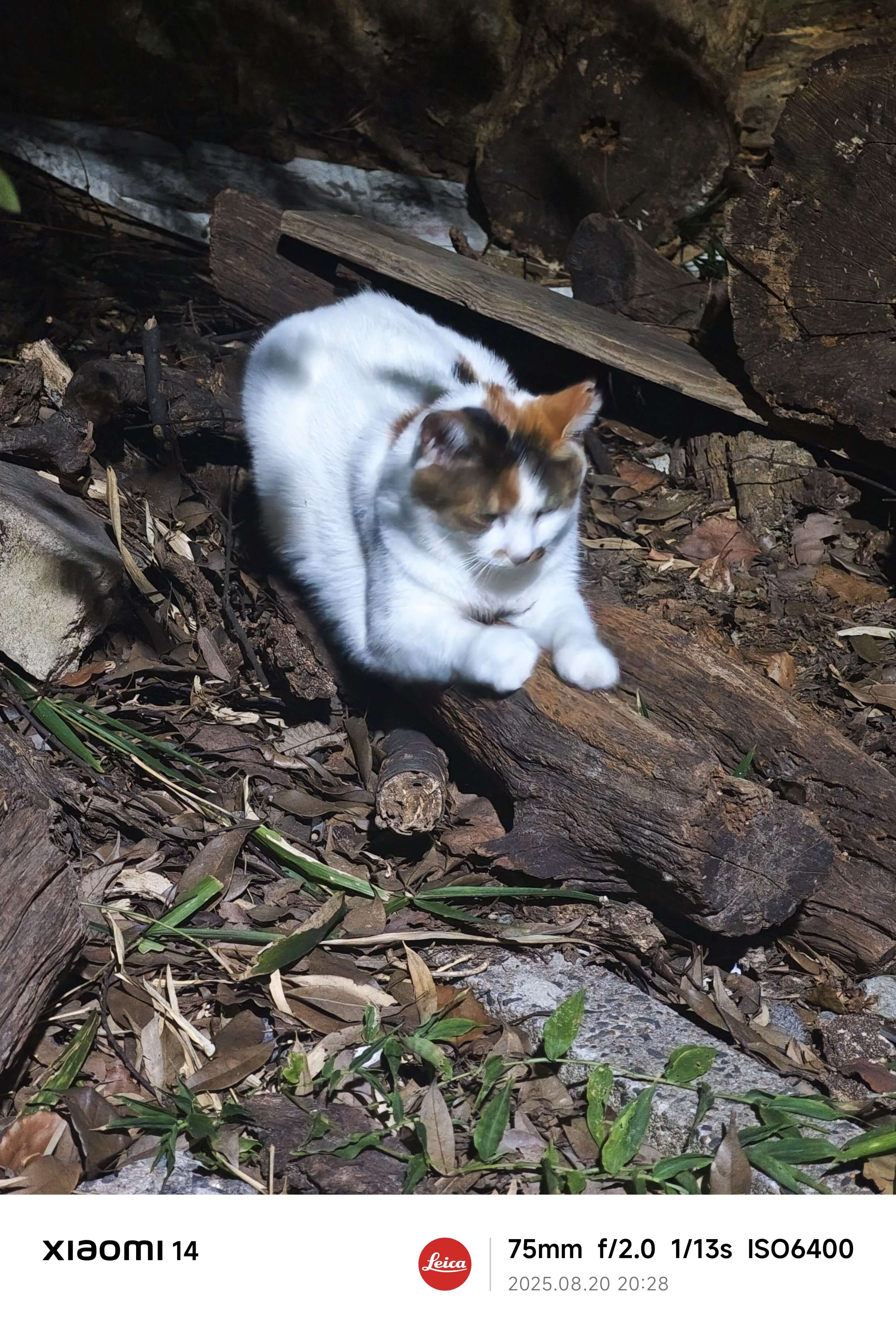 山路上的三花猫